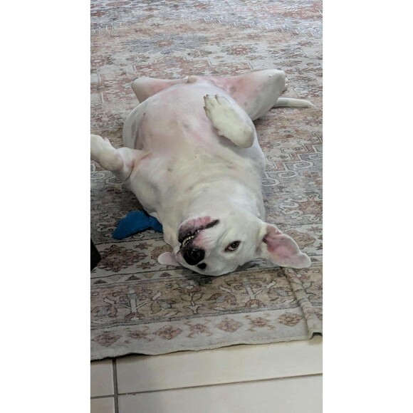 Herend Queen Victoria Green Border Double Candlesticks Set of 2 - Picture 16 of 16